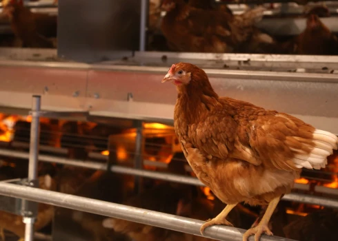 Vairāk nekā 25000 cilvēku parakstījušies par dējējvistu sprostu aizliegumu Latvijā.