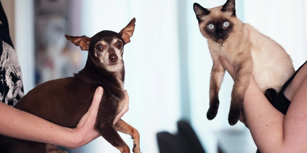 Atspēkots arī mīts par to, ka suņa veselības stāvokli var noteikt pēc deguna mitruma.