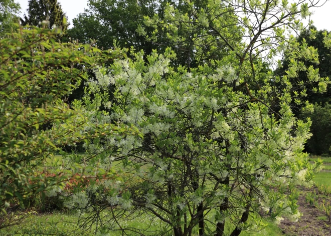 Botāniskajā dārzā Salaspilī ir sācis ziedēt sniegpārsliņu koks