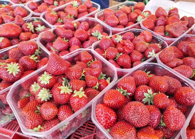 Audzētāji sola labu zemeņu ražu - Talsos un Jelgavā zemenes jau pilnbriedā