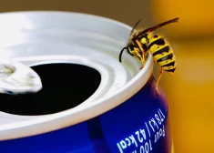 Kā laikus atpazīt, kurš kukainis tevi sakodis? Skaidro farmaceite