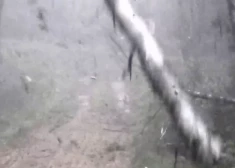 VIDEO: spēcīga viesuļvētra Lietuvā gāž kokus kā salmiņus - robežsargi knapi paglābjas