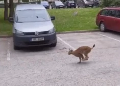 VIDEO: Tallinas iedzīvotāju pārsteidz lūsis
