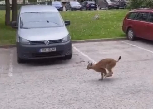 Lūsis rīta skrējienā Tallinā (ekrānuzņēmums no video)
