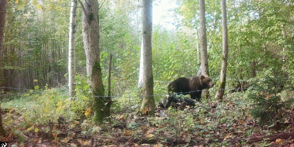 Valsts mežzinātnes institūta “Silava” mežos izvietoto kameru uzņemtās lāču fotogrāfijas.