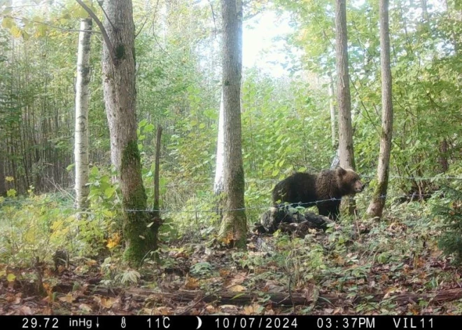Latvijas mežos lāču kļūst arvien vairāk. Rumānijā ķepaiņi radīja milzu problēmas