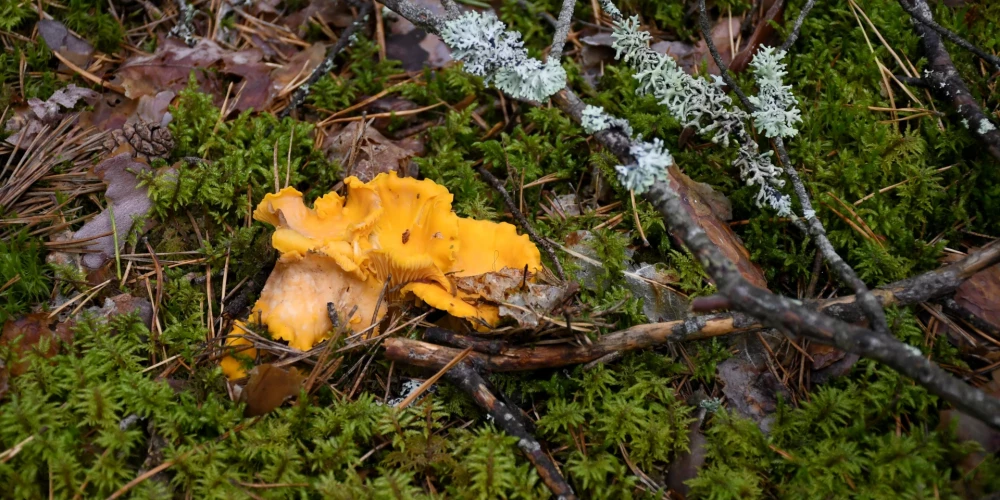 Cilvēki sociālajos tīklos dalās ar pirmajiem sēņu attēliem mežos. 