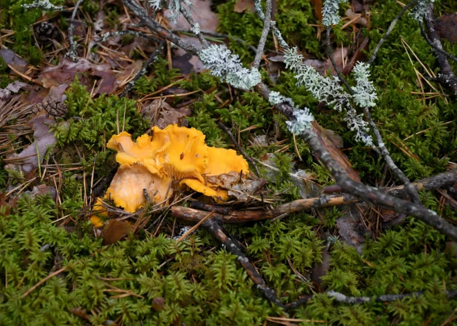 Sēņu sezona klāt: cilvēki sociālajos tīklos dalās ar pirmajām sēņu fotogrāfijām mežos