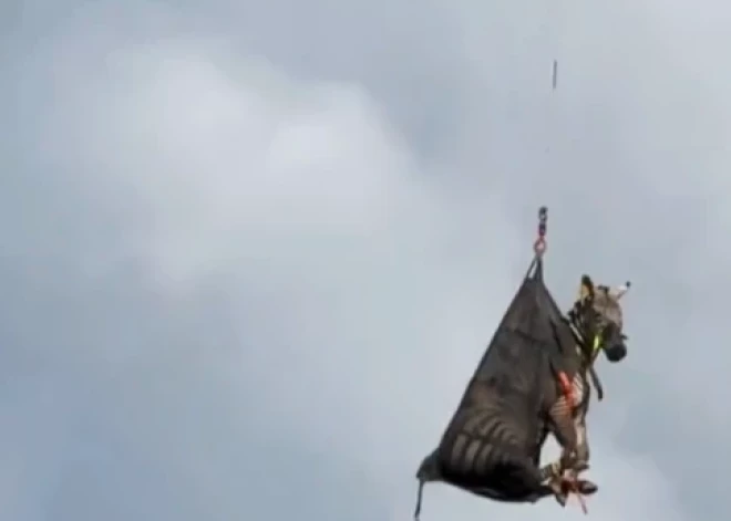 VIDEO: Tenesī štatā izbēgusi zebra kļūst par interneta slavenību – brīvību mīlošais Eds atgriežas mājās ar helikopteru