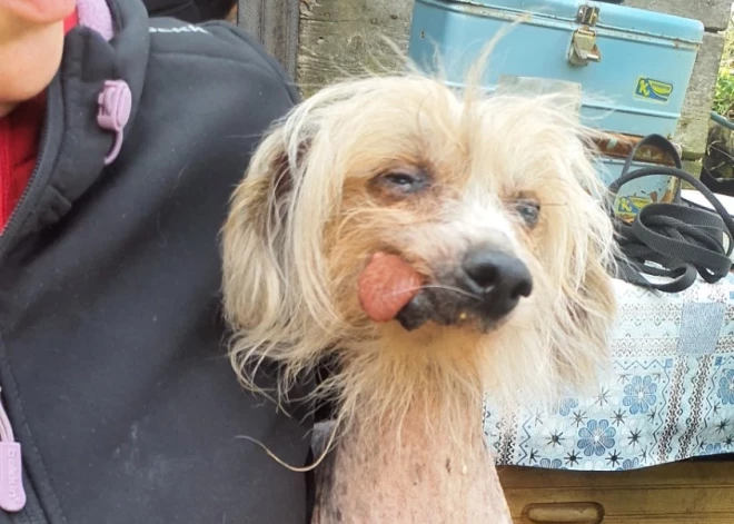 Dzīvoja netīrībā un izkārnījumos, ne ūdens, ne pārtika: izņem vairākus desmitus dzīvnieku