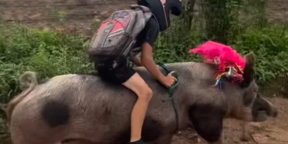 Gutinju Roša auļo skolas gaitās (ekrānuzņēmums no video)