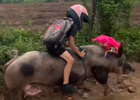 Gutinju Roša auļo skolas gaitās (ekrānuzņēmums no video)