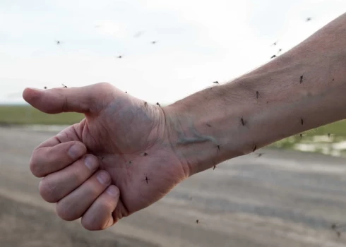 Visaktīvākie odi ir pietiekami siltā un mitrā laikā, kad valda bezvējš, bet karstā saulē tie ir retāk sastopami.