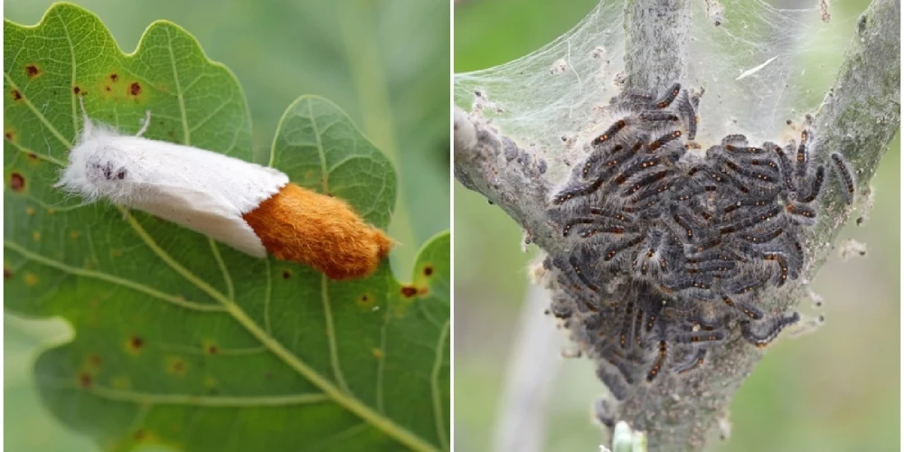 Zeltvēdera mūķene (Euproctis chrysorrhoea) un tās kāpuri. Foto: Shutterstock