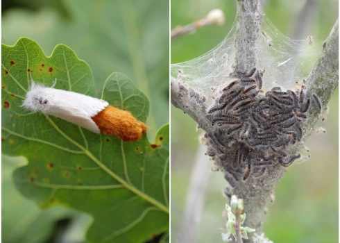 Zeltvēdera mūķene (Euproctis chrysorrhoea) un tās kāpuri. Foto: Shutterstock