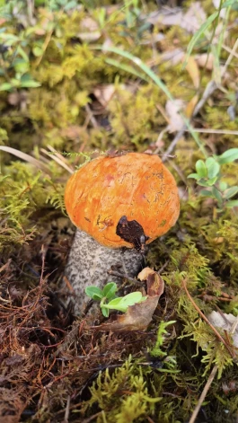 Staburaga pagastā jau atrastas pirmās apšubekas.