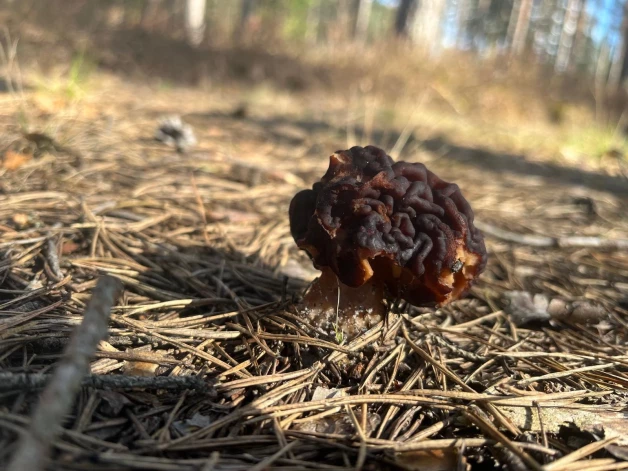 Daudzi iedzīvotāji bisītes mēdz jaukt ar smailo lāčpurnu.