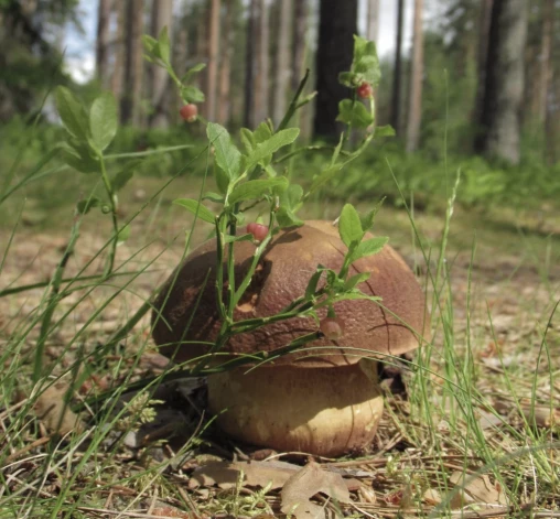Valkas pusē atrastas baravikas.