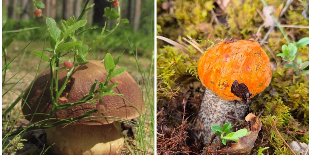 Latvijas mežos jau atrastas baravikas un apšubekas.