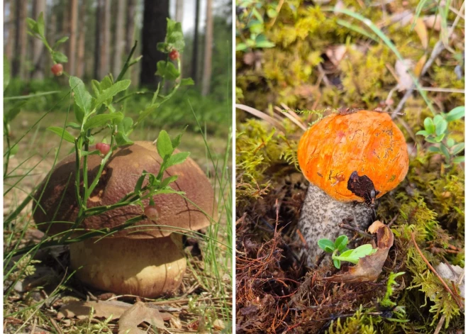 FOTO: ne tikai gailenes! Mežos jau parādījušās daudz karaliskākas sēnes