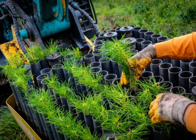 Valsts mežos iestādīti gandrīz 30 miljoni jaunu koku