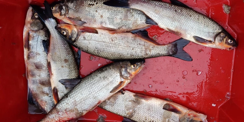 Piesārņojums Ventā netika konstatēts, un upes ūdens stāvoklis ir atbilstošs.