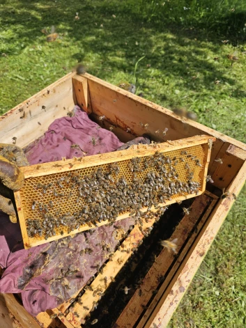 Runājot par medu, kas ievākts no viņa bišu saimēm, Novičenoks precizē, ka nekad mūžā nevarēšot pateikt, ka produkts, piemēram, ir tīrs liepziedu medus. “Nekad tas tāds nebūs, jo mums pļavās ir bezgala daudz nektāraugu, kas pievilina bites. Sākot ar ziedošiem kārkliem agrā pavasarī un beidzot ar jebkuru puķīti. Jebkurš augs, no kura tas kukainītis ienes medu, ir labs," saka Pēteris.