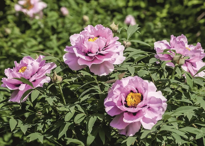 Plaukstas lieluma ziedi dažādās krāsās - kas ir apburošās kokveida peonijas