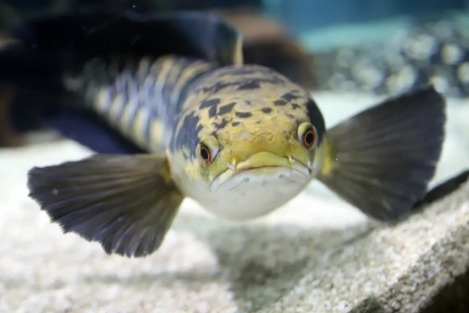 Čūskgalvis (Channa marulioides) savvaļā ir gluži kā vilks mežā, bet akvārijā ar citām zivīm labi sadzīvo.