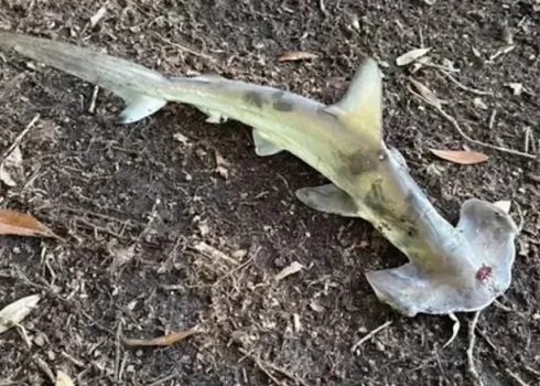 Āmurhaizivs nokritusi diskgolfa laukumā.