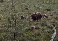VIDEO: Latvijas purvā novērota lāču mamma ar trīs lācēniem