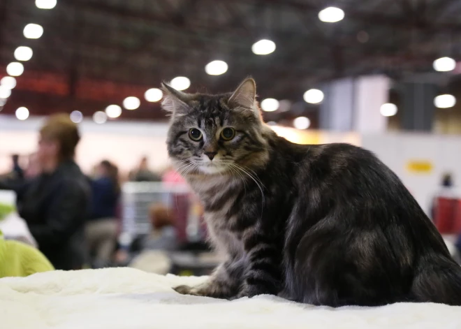 В выставочном центре на Кипсале проходит международная выставка собак и кошек