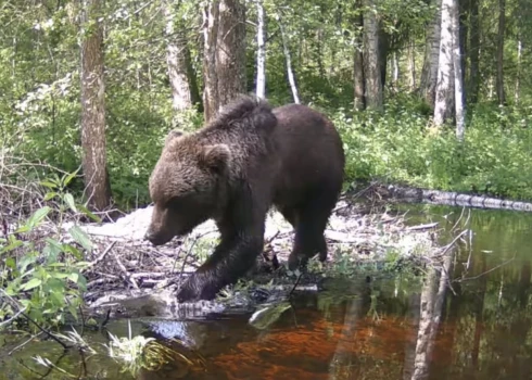 Sedas purvā manīts lācis.