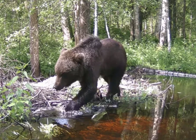 Sedas purvā manīts brašs lācis. "Sēņot vairs neiešu!". VIDEO