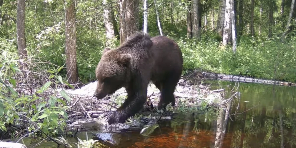 На болоте Седаc был замечен медведь.