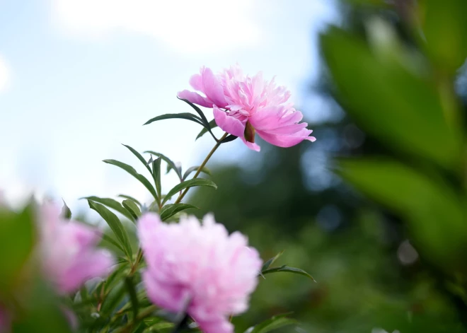 Svētdien gaidāma saulaina un silta diena