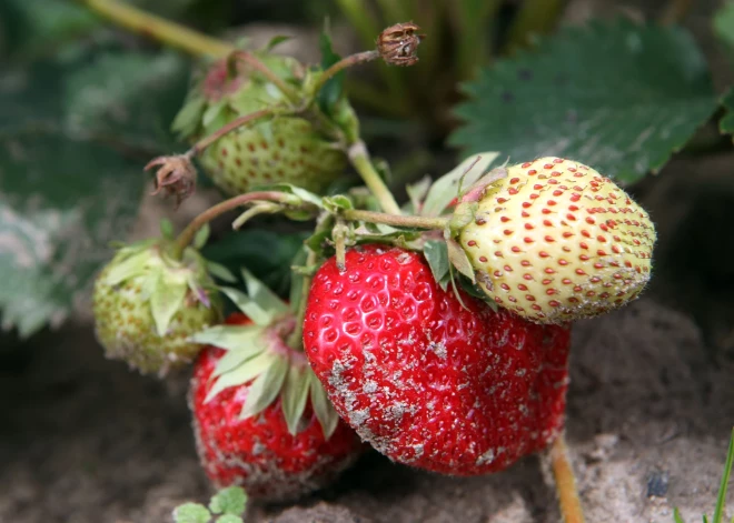 Zemeņu ražai draud kaitējums – Vidzemē konstatētas bīstamas nematodes