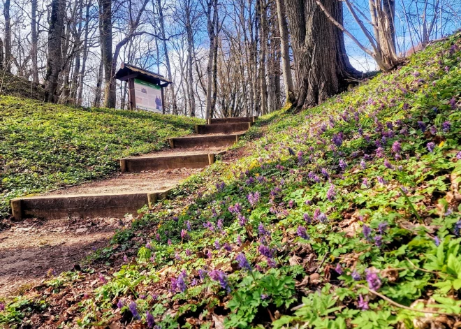 Mežotnes pilskalnā sāks atjaunot vēsturisko ziemeļu ieeju