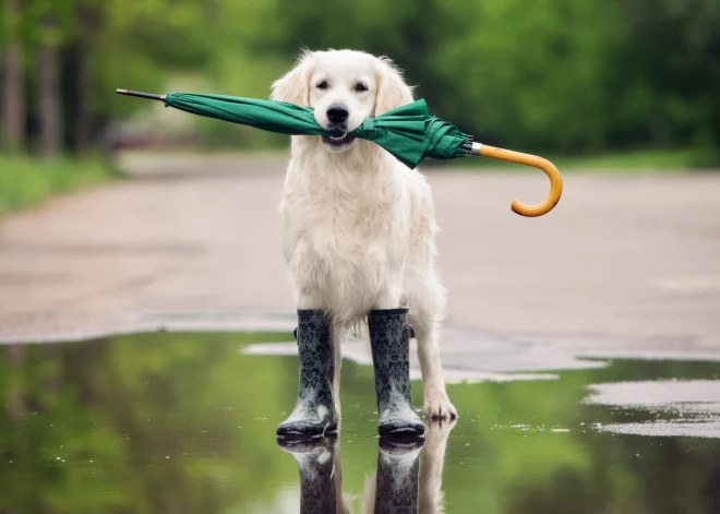 Да сколько можно?! На следующей неделе в Латвию вернутся дожди