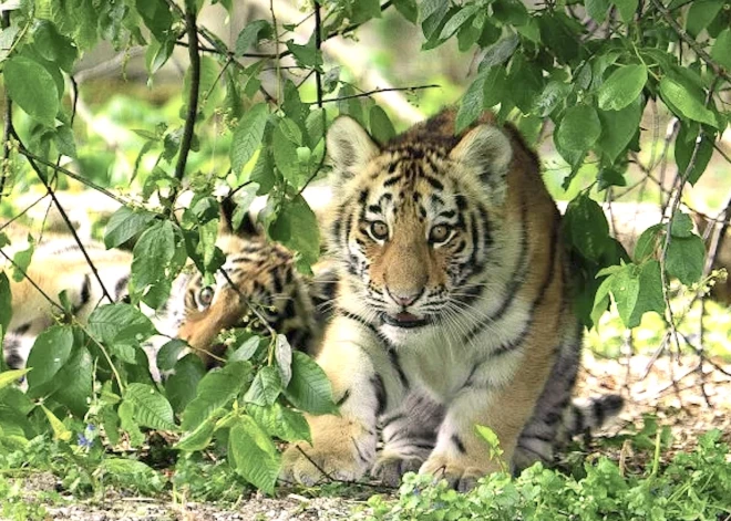 Kādi vārdi tiks doti Rīgas zoodārza tīģeru meitenēm? Nobalso par savu favorītu!