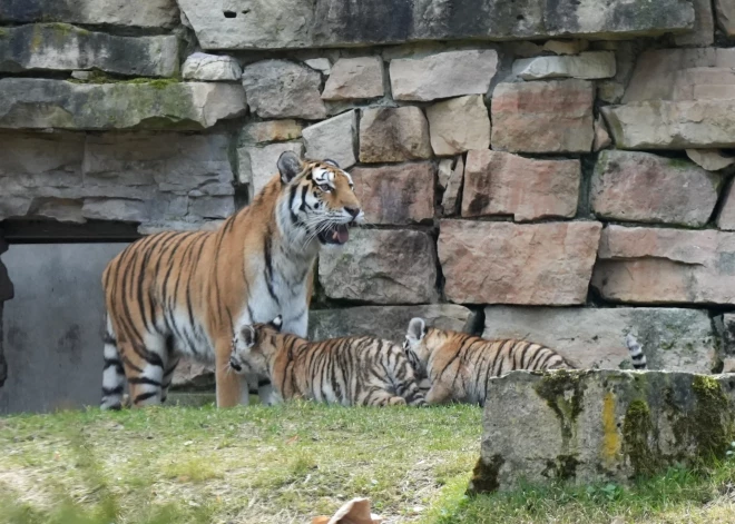 Рижский зоопарк за деньги предлагает выбрать имена для тигрят
