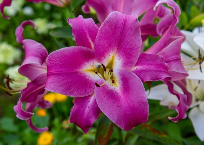 Šonedēļ populārākie vārdi – Artūrs, Viktors un Ludmila