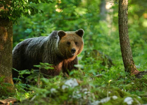 Lāču aktivitāte Latvijas mežos palielinās.
