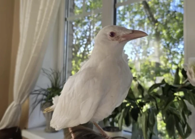 Liepājā izglābtajam "dabas brīnumam" būs jaunas mājas