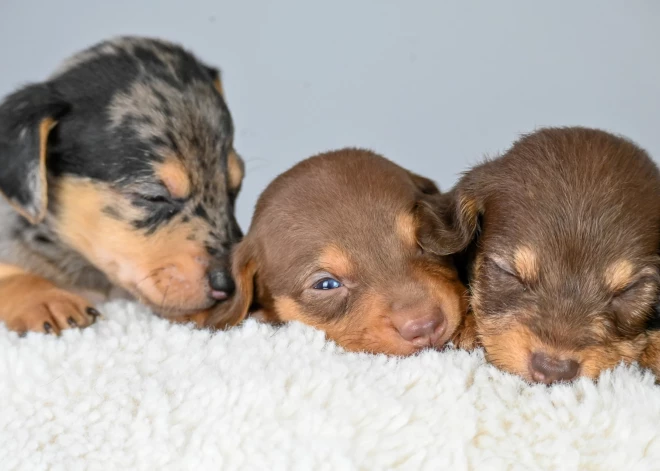 Eiropas Parlaments ierosina aizliegt pārdot suņus un kaķus zooveikalos