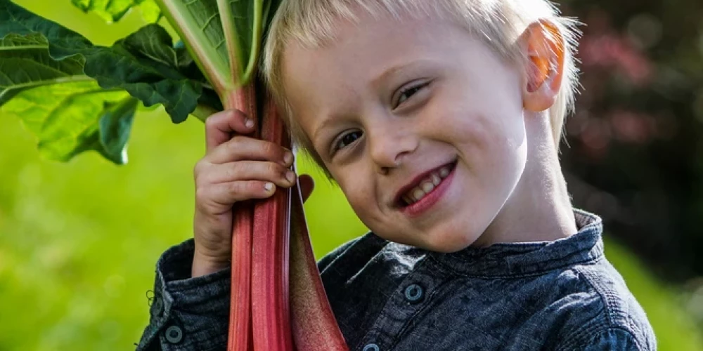 Skābeņskābe augšanas periodā uzkrājas augos, rudenī rabarberos tās var būt pat trīs reizes vairāk nekā pavasarī. Iespējams, no tā nāk tautas gudrība: skābenes un rabarberus drīkst ēst tikai līdz Jāņiem.