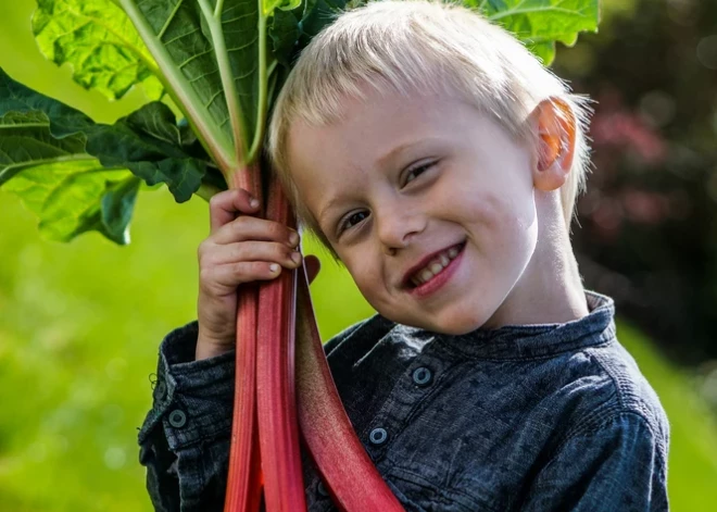 Gardie rabarberi un skābenes – kam tos ēst labāk nevajadzētu