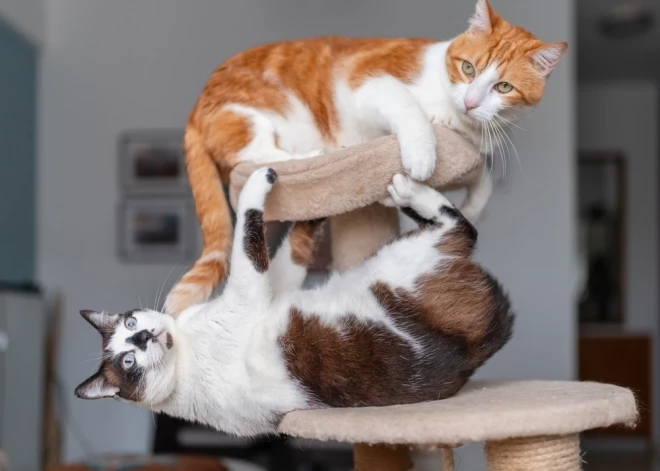 Брюссель положит конец котовасии: власти ЕС вводят строгие требования для владельцев домашних животных