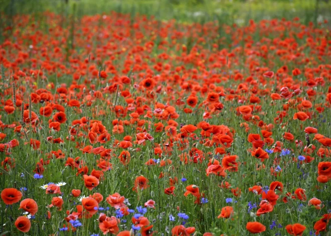 Atlicis mazāk par 1% no teritorijas: Latvija zaudē savas ziedošās pļavas