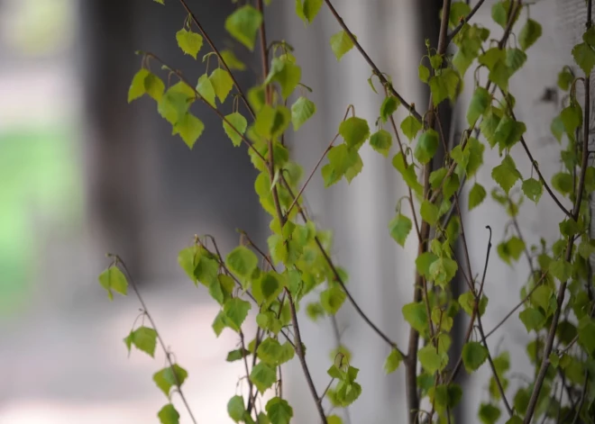 Можно срубить в лесу березку на Лиго, но нужно знать правила